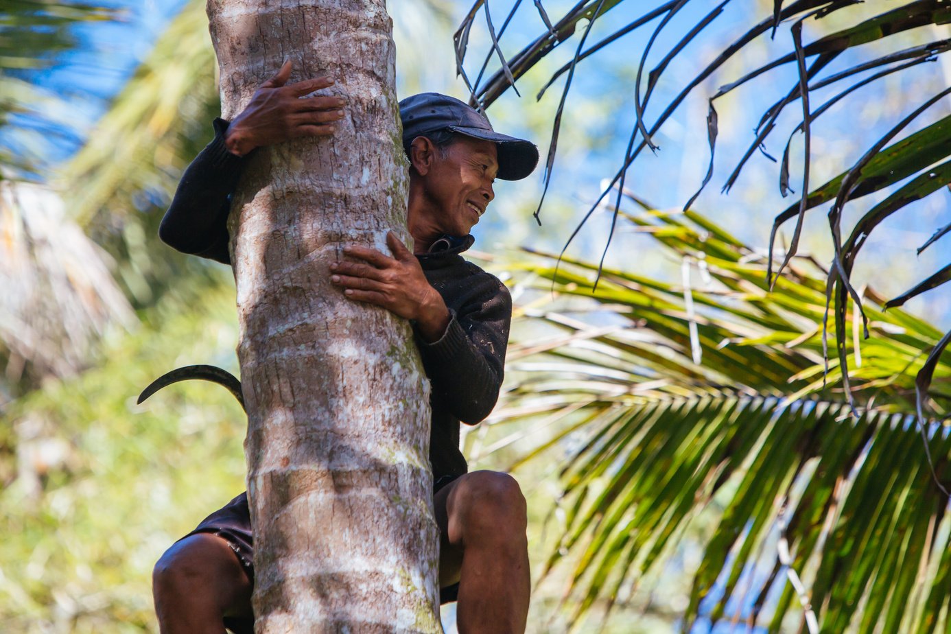 Balinese Farmer Cutting Coconuts in Indonesia